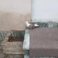 کشتری|پرنده|بروجرد, |دیوار