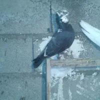 کبوتر زینتی|پرنده|جوانرود, |دیوار