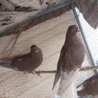 دو جفت کفتر عالی و درجه یک