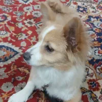 سگ ماده|سگ|پاکدشت, پاکدشت (مامازند)|دیوار