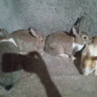 فروش خرگوش|موش و خرگوش|پلدشت, |دیوار