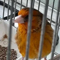 سره قناری سرخ لر بخون