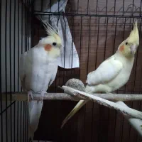 جفت عروس هلندی مولد درجه یک