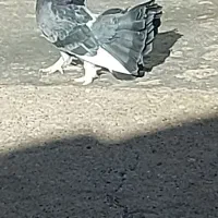 کبوتر راغ
