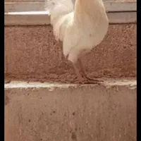 فروش فوری