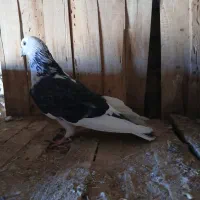 کبوتر طوقی و پرشی|پرنده|جعفرآباد, |دیوار