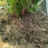 کاج بزرگ 5 ساله بالای 2.5 متر با تخفیف|گل و گیاه طبیعی|فومن, |دیوار