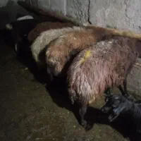 گوسفند افشار ب