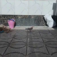 زرد هفت رنگ نر|حیوانات|محمدیه-قزوین, |دیوار