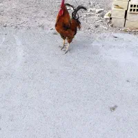 خروس