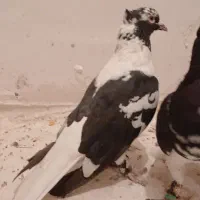 جف  افغونی دم سفید