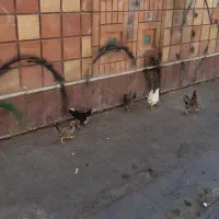 مرغ و خروس|حیوانات مزرعه|کرج, کوی امامیه|دیوار