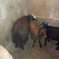 بره نر