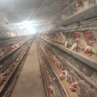 کارگر مرغداری تخم گذار|استخدام صنعتی، فنی، مهندسی|نیشابور, راه آهن|دیوار