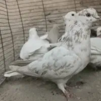 هستم|پرنده|یزد, |دیوار