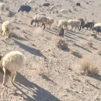 بزغاله سبک وزن