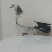 کبوتر خوش رنگ|پرنده|بوکان, |دیوار