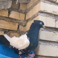 کبوتر نر کلدم سیاه
