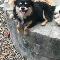 چاو چاوزبان بنفش  اصیل  پامر بلک ان تن  توضیحات|سگ|رشت, حمیدیان|دیوار