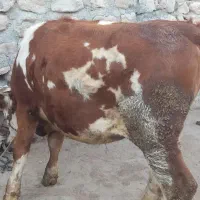 گوساله ماده سیمینتال