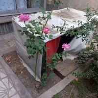 قفس بزرگ|لوازم جانبی حیوانات|خوی, |دیوار