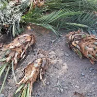 فروش فسیل کلیته مضافتی..|گل و گیاه طبیعی|جیرفت, |دیوار