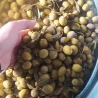 تخم مرغ زیتون خیارشور ترشیجات چای|عمدهفروشی|اصفهان, شهید رجایی|دیوار