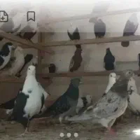 سرخ گوره و زرد گوره