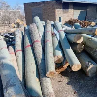 خریدار انواع چوب و درخت
