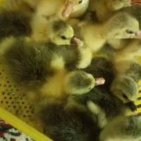 جوجه غاز یکروزه