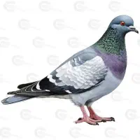 فروش کبوتر