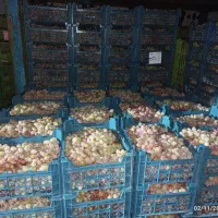 فروش انگور زمستانی