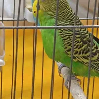 یک جفت مرغ عشق در حال تخم گذاری