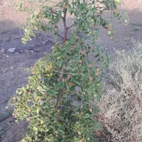 فروش باغ و زمین دو هکتاری پسته و انار لالایین فوری|فروش زمین و ملک کلنگی|ساوه, |دیوار