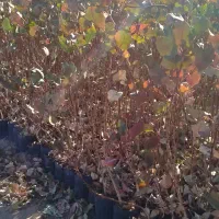 نهال گلدانی پسته طبیعی