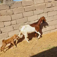 بز و کره نر رشتی مالداری