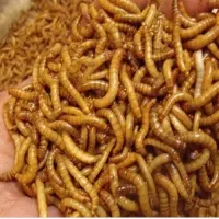 فروش میلورم خشک عمده|خزنده|قلعه قاضی, |دیوار