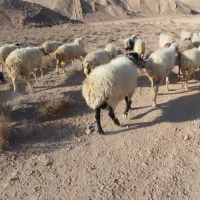 قوچ کاردورگ شیرازی|حیوانات مزرعه|ماهان, |دیوار