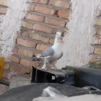 کبوتر پشت جوجه درشت سر حال کشیده سر کله دار پاک