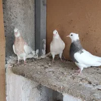 طوقی|پرنده|جناح, |دیوار