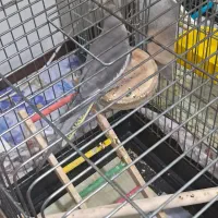 سینامون ماده معاوضه با طوطی برزیلی