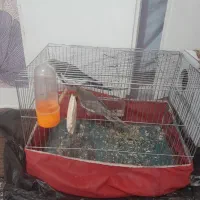 دو عدد عروس هلندی نروماده