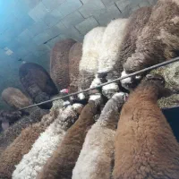 بره نر افشاری پای پروار
