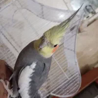 عروسی هلندی نر|پرنده|بندر گناوه, |دیوار