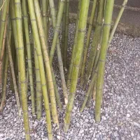 لوله بامبو(خیزران)