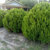 درخت کاج خمره ای