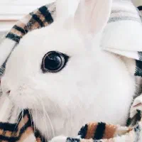 خرگوش سفید چشم اشکی