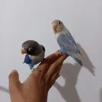 طوطی برزیلی|پرنده|ملارد, |دیوار