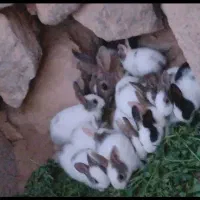 خرگوش|موش و خرگوش|جوین, |دیوار