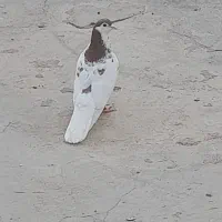 فروس سه تا نر خال سرخ افشون و سیاه و کله هما|پرنده|تربتحیدریه, ترمینال|دیوار